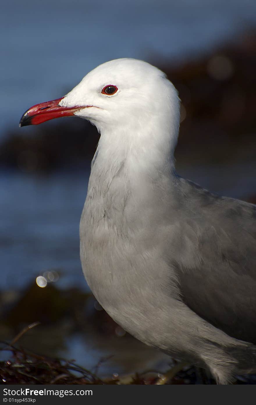 Beautiful red-beaked sea gull in Southern California stands proudly on the shore