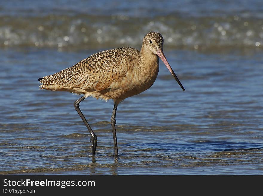 Sandpiper