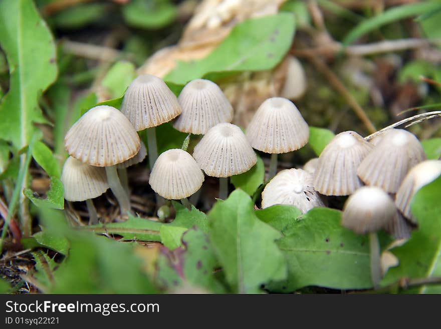 Forest mushroom