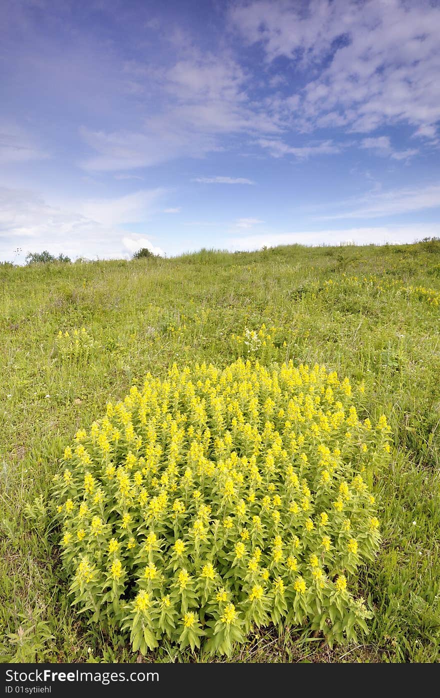 Flourished Bush