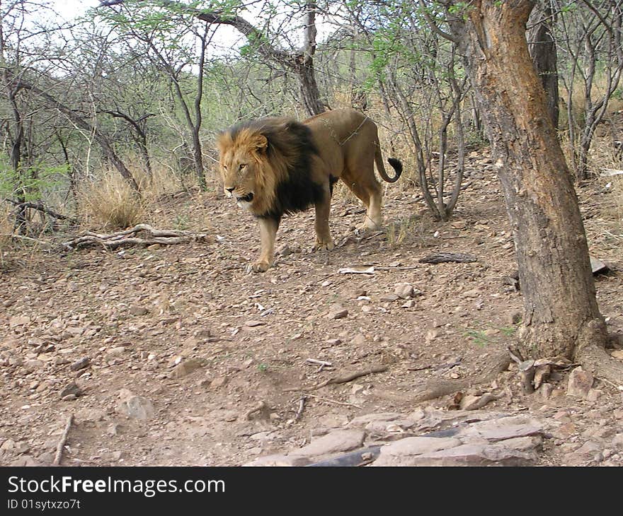 A male lion on his way to be fed. Picture was taken just outside Windhoek in Namibia.