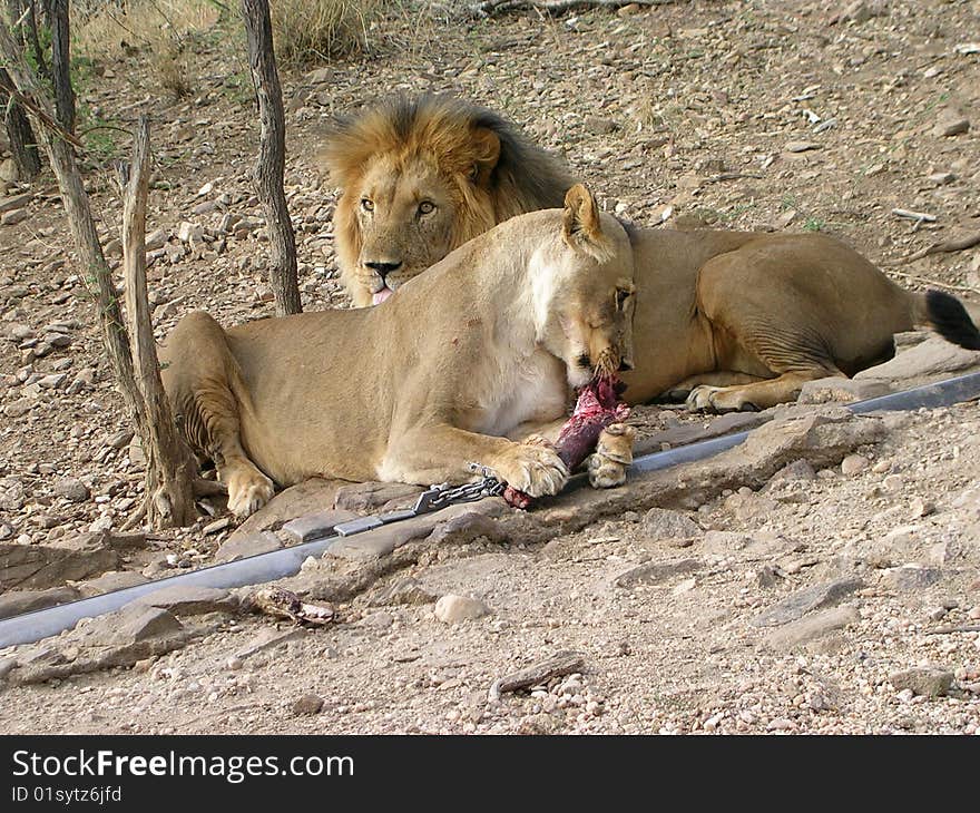 Male and female lion feeding at a wildlife reserve just outside Windhoek in Namibia. Male and female lion feeding at a wildlife reserve just outside Windhoek in Namibia