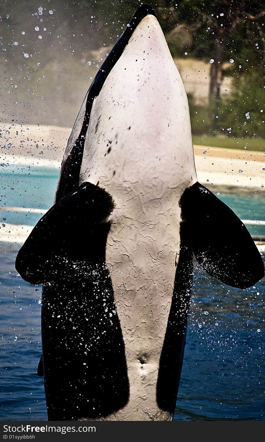 Killer whale jumping out from water