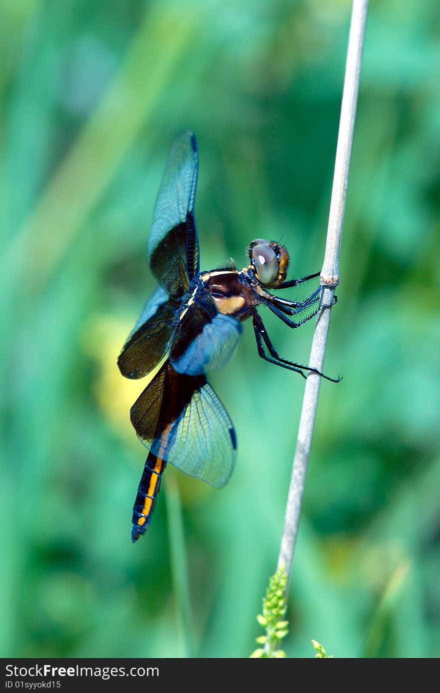 Dragonfly resting and clinging to a stalk. Dragonfly resting and clinging to a stalk