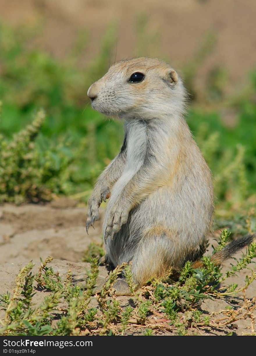 Prairie dog pose