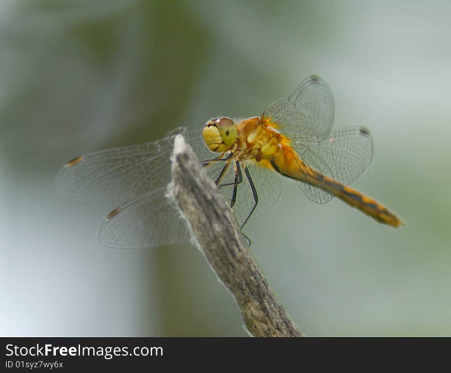 Dragonfly resting on a twig. Dragonfly resting on a twig