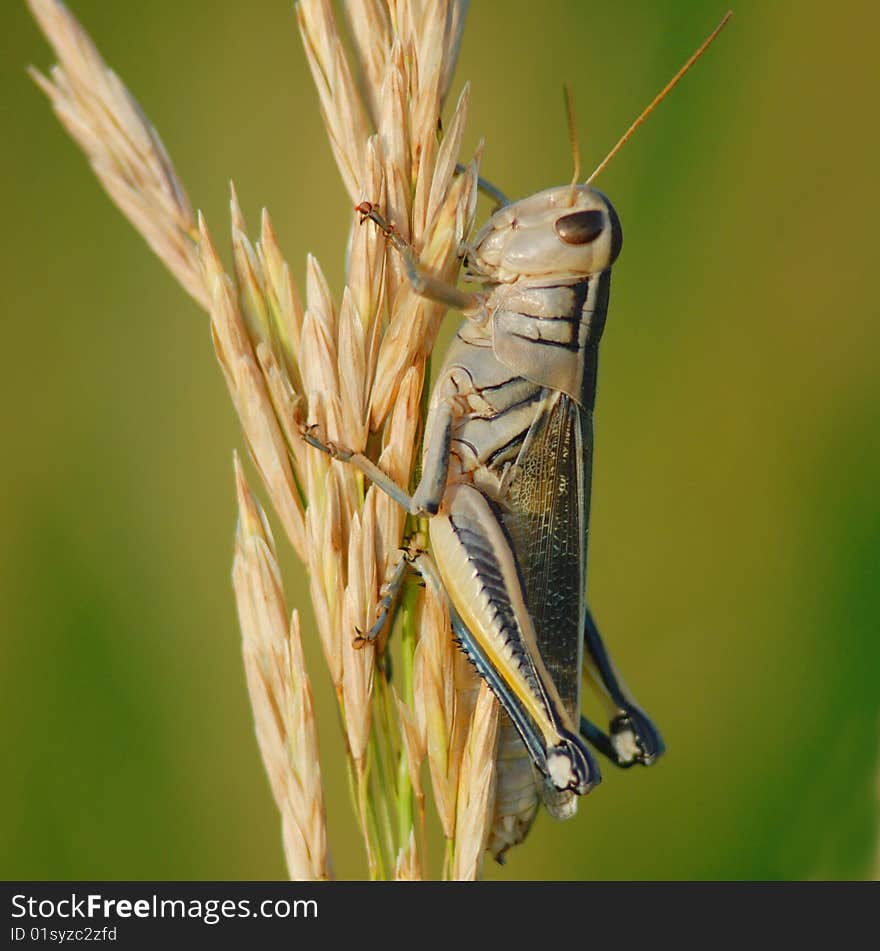 Grasshopper detail