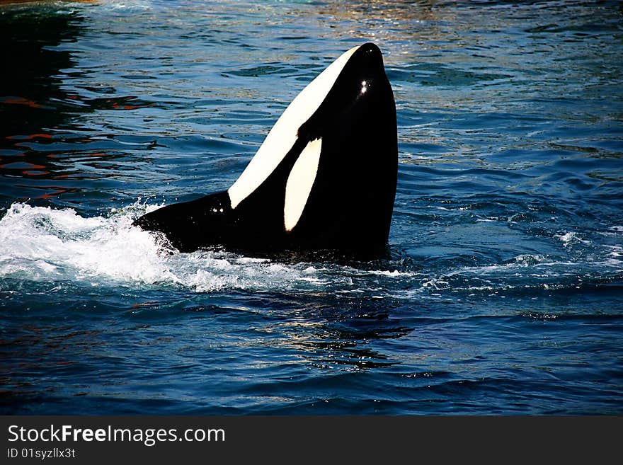 Killer whale jumping out from water