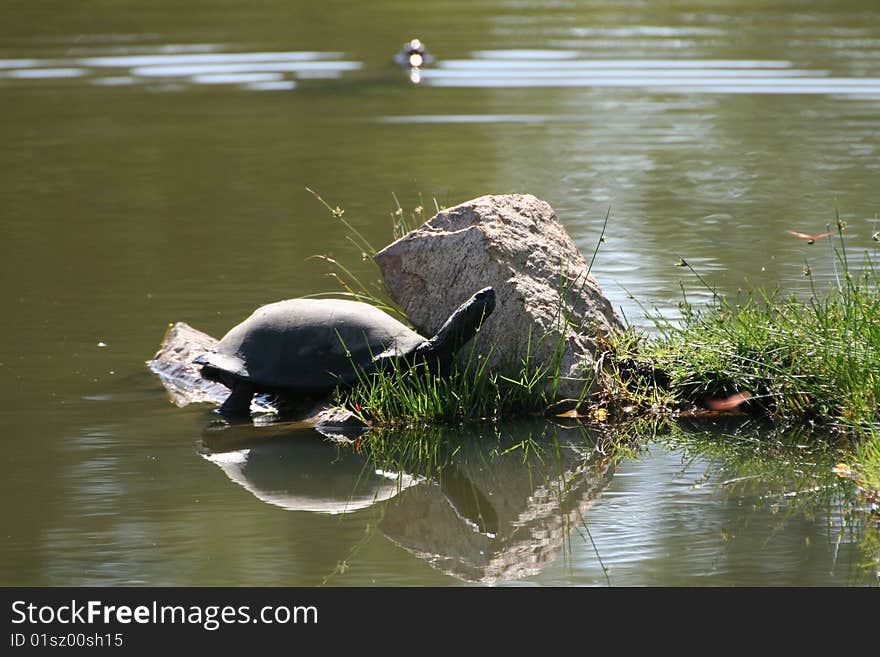 A water turtle trying to get onto a rock to take a sunbath. This picure was taken on the Hans Merensky Golf Course, Phalaborwa, South Africa