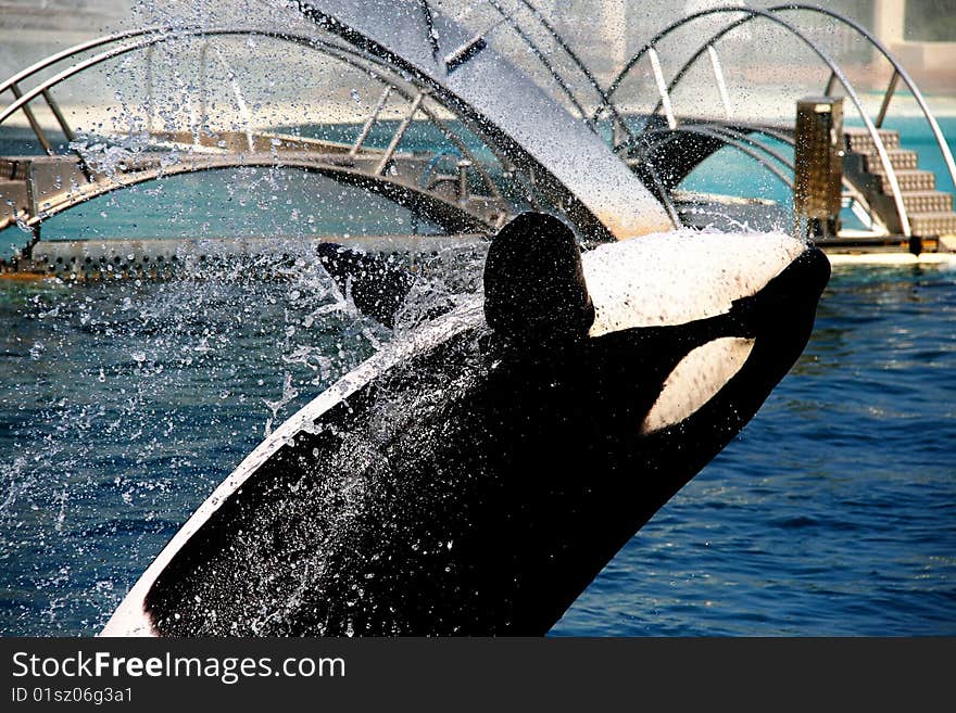 Killer whale jumping out from water