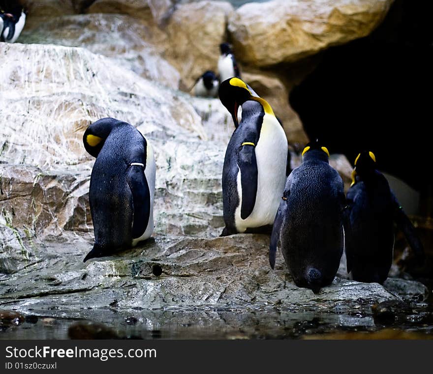 Four emperor penguins at a zoo