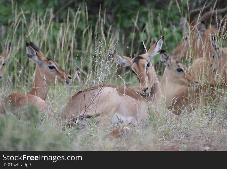 Impala resting