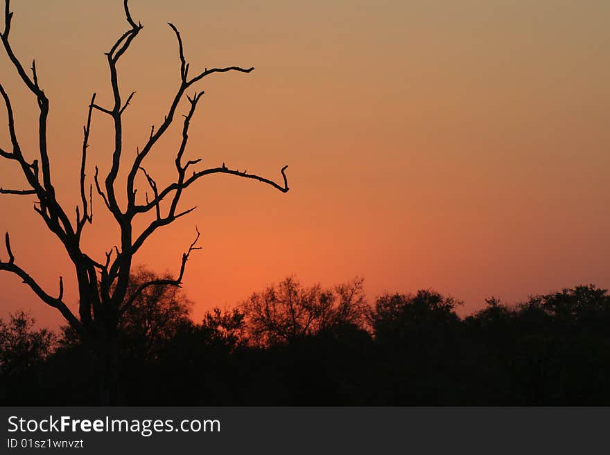 A beautiful picture of the skyline after sunset. This picture was taken in the Kruger National Park. A beautiful picture of the skyline after sunset. This picture was taken in the Kruger National Park