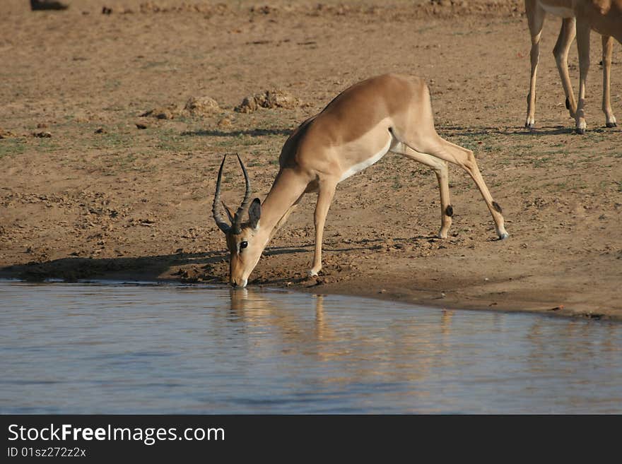 An Impala drinking water at the sample dam close to the phalaborwa gate in the Kruger National Park. An Impala drinking water at the sample dam close to the phalaborwa gate in the Kruger National Park