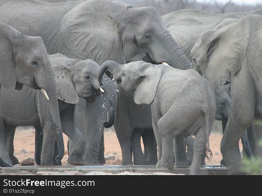 Elephant together with two babies at a water hole. The picture was taken close to the Phalaborwa gate of the Kruger National Park. Elephant together with two babies at a water hole. The picture was taken close to the Phalaborwa gate of the Kruger National Park