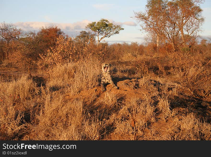 Male Cheetah Yarning