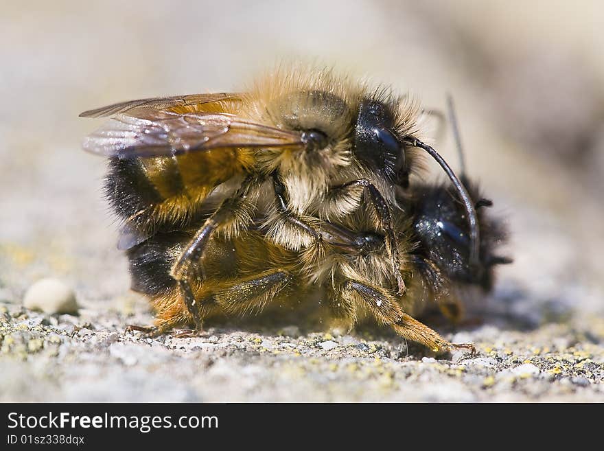 A pair of bee during the copulation