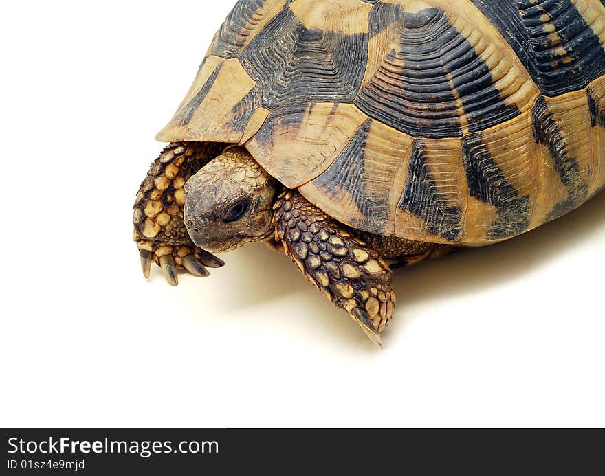 Shy turtle isolated on white