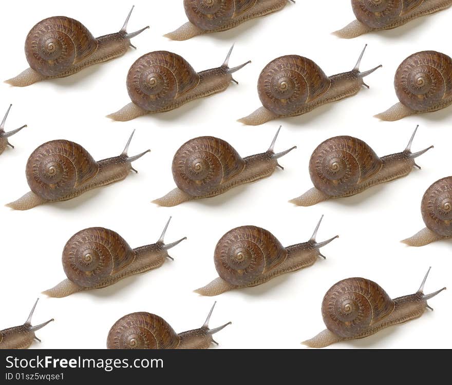 A group of snails traveling to the motherland. A group of snails traveling to the motherland