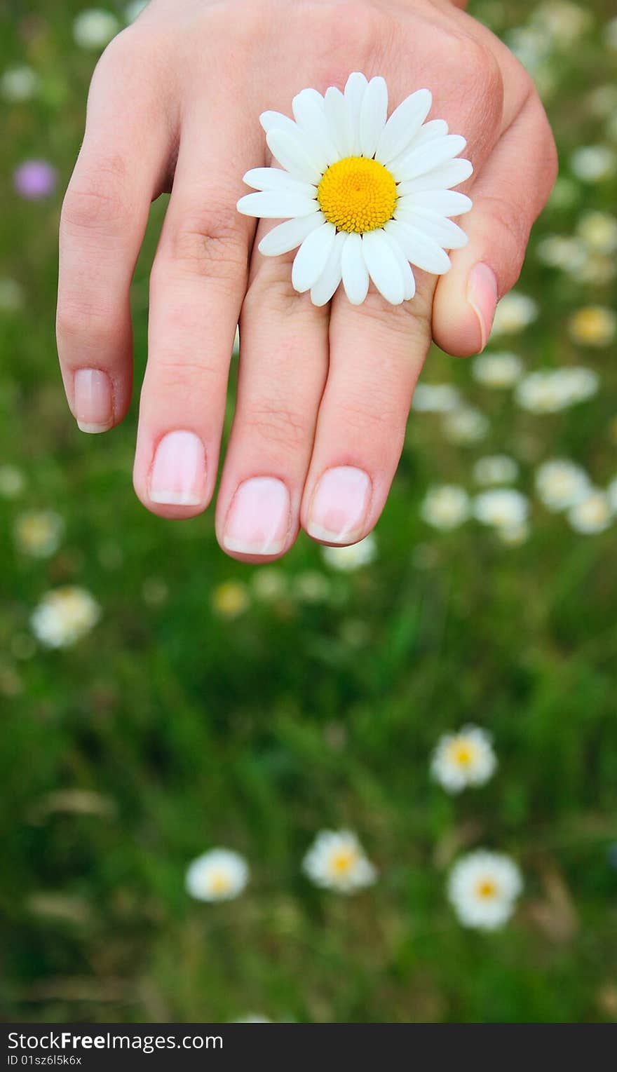 Camomile flower between fingers of a female hand. Camomile flower between fingers of a female hand