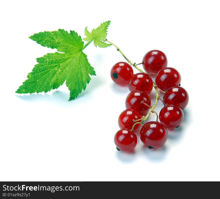 Red currant on a white background