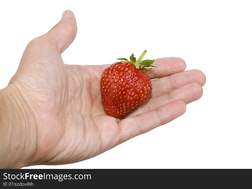 Berry of the strawberries in palm is insulated on white background. Berry of the strawberries in palm is insulated on white background