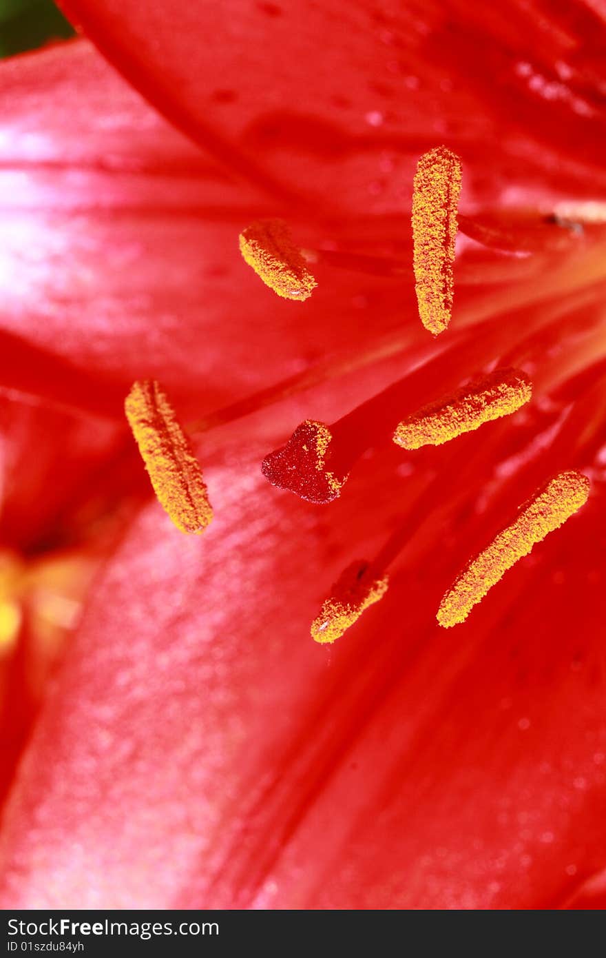 A closeup look at the stamen and pistol of the tiger lily. A closeup look at the stamen and pistol of the tiger lily