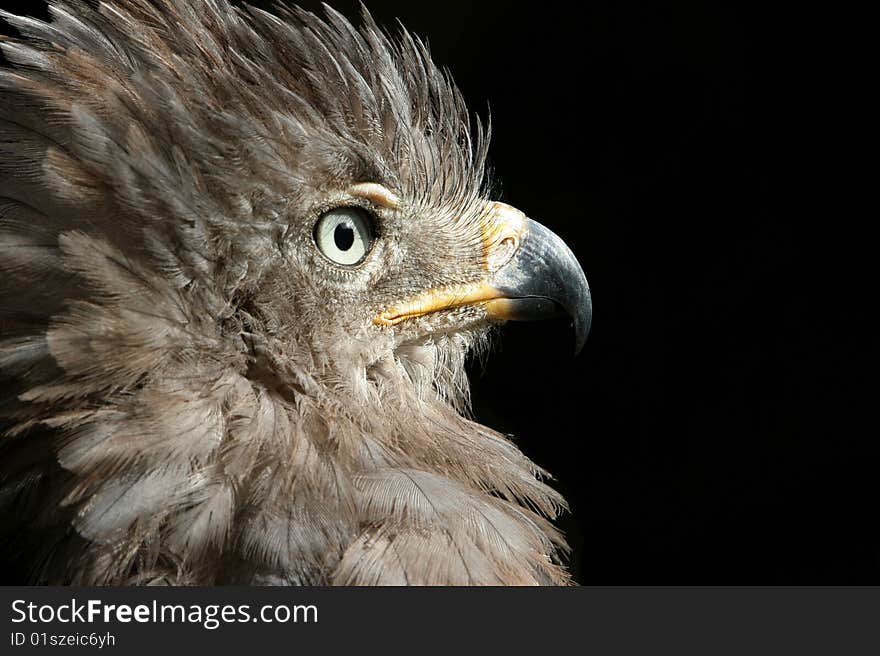 Crested eagle portrait isolated on black background. Crested eagle portrait isolated on black background