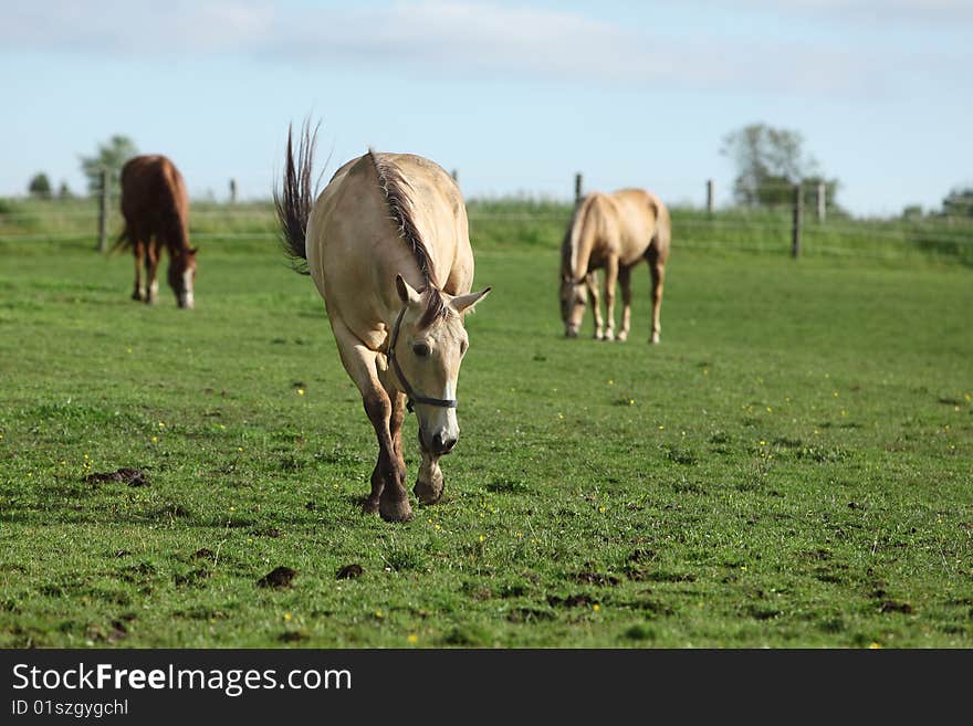 Horse grazing in a field on a sunny spring day. Horse grazing in a field on a sunny spring day.