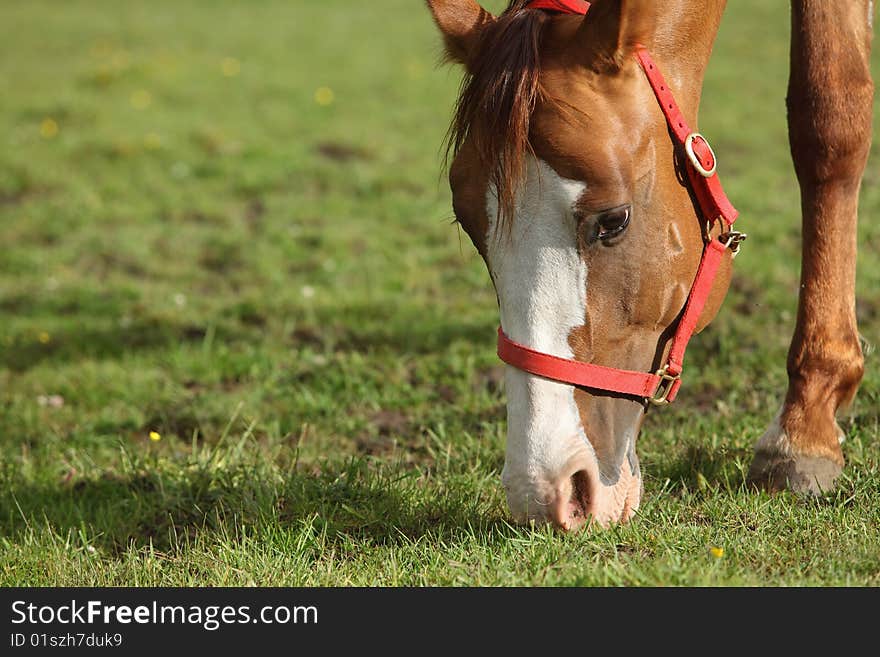 Horse grazing in a field on a sunny spring day. Horse grazing in a field on a sunny spring day.