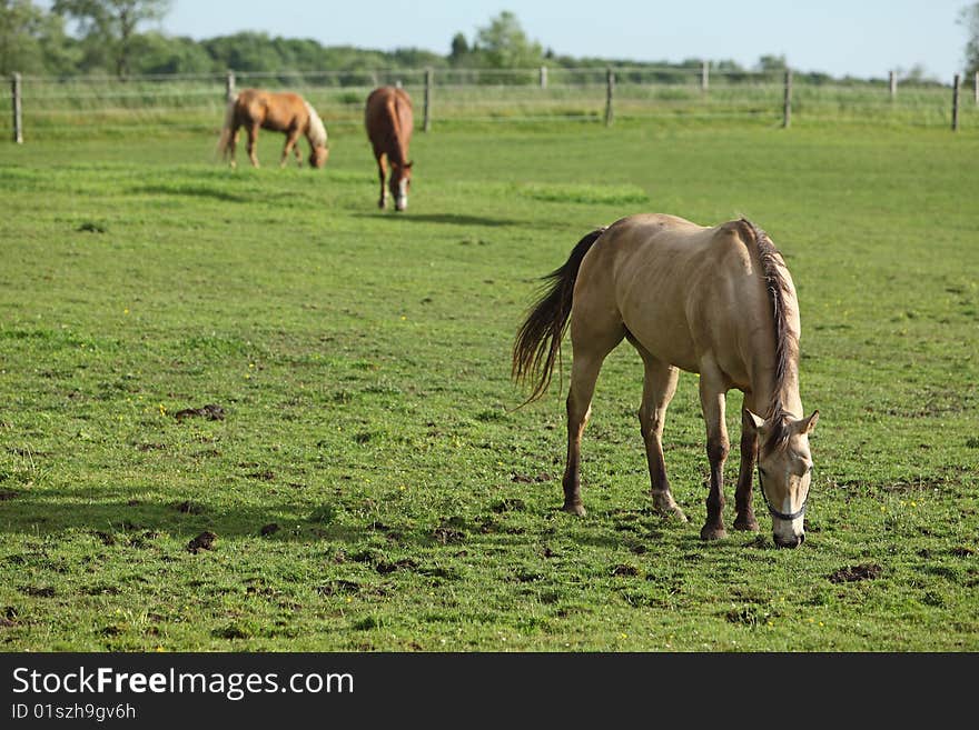 Horse grazing in a field on a sunny spring day. Horse grazing in a field on a sunny spring day.