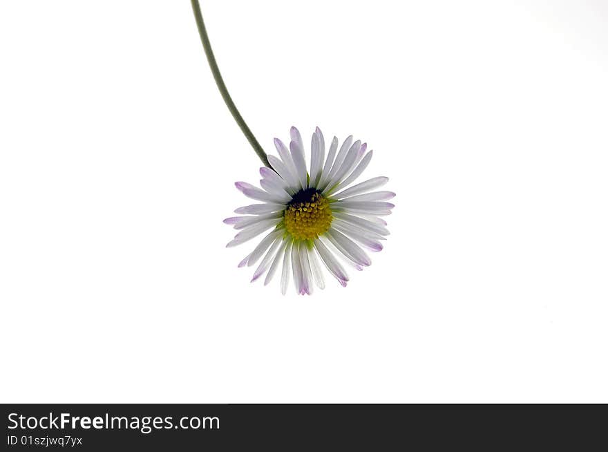 Daisy flower with a white background