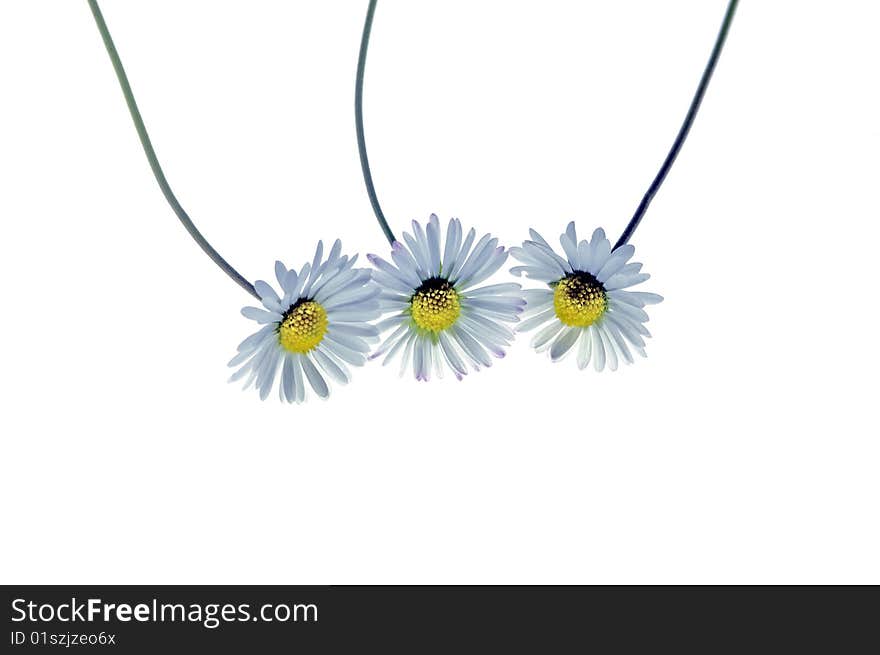 3 Daisy flowers  with a white background