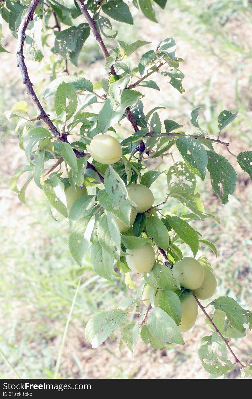 Apricots