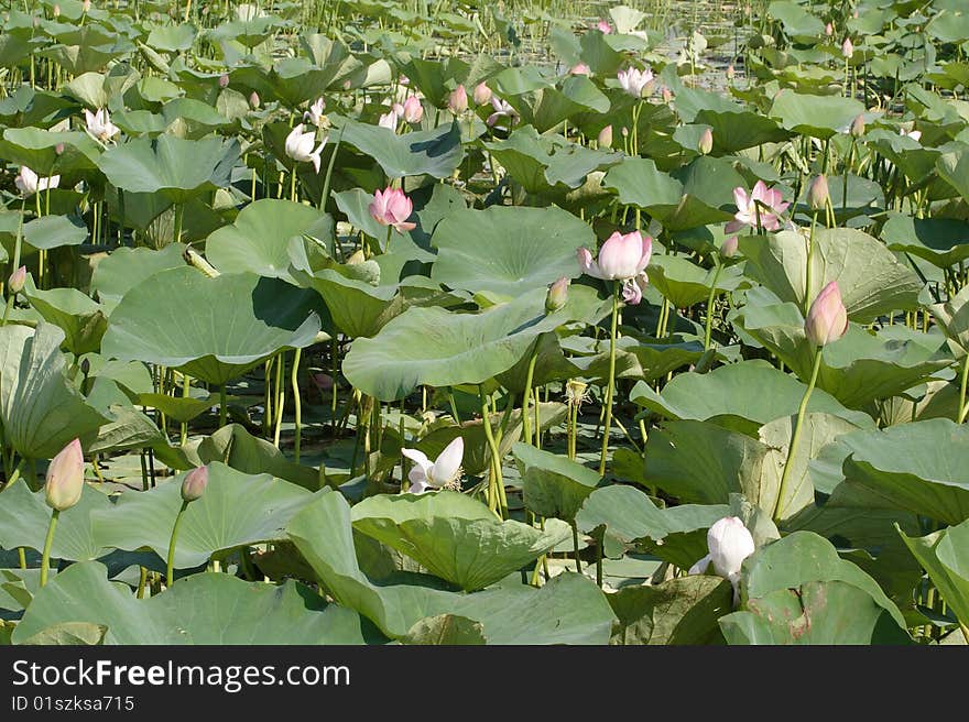 Background with the image of lotuses. Focus is under the front part of the image