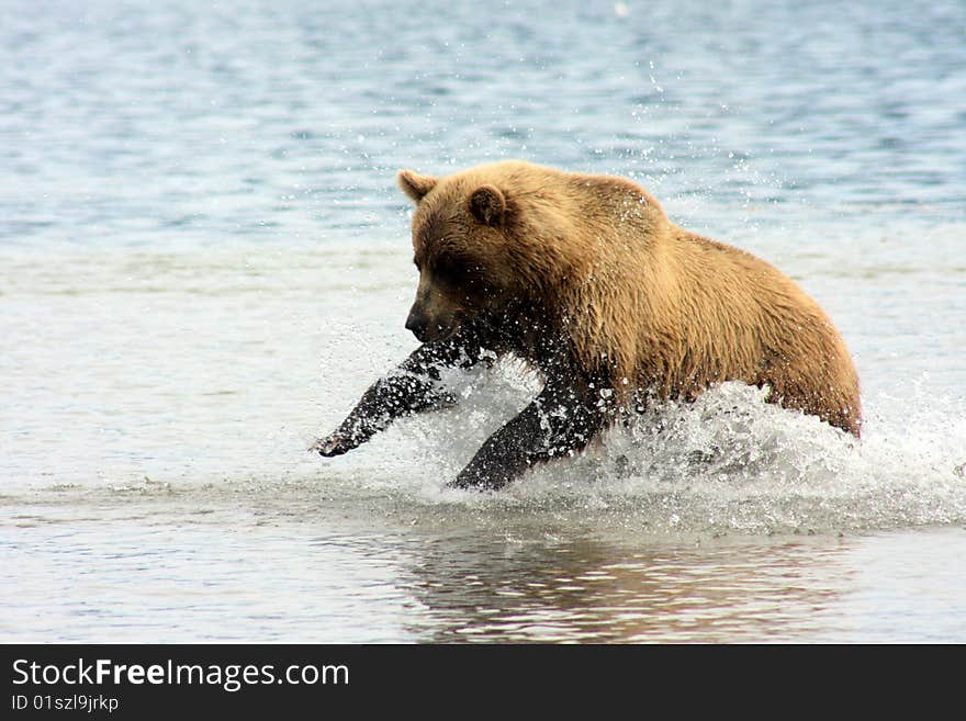 Bear jumps to catch fish. Bear jumps to catch fish