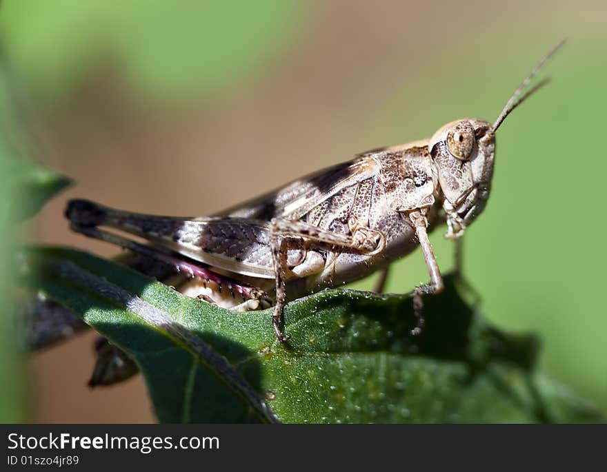 Grasshopper in nature on a leaf