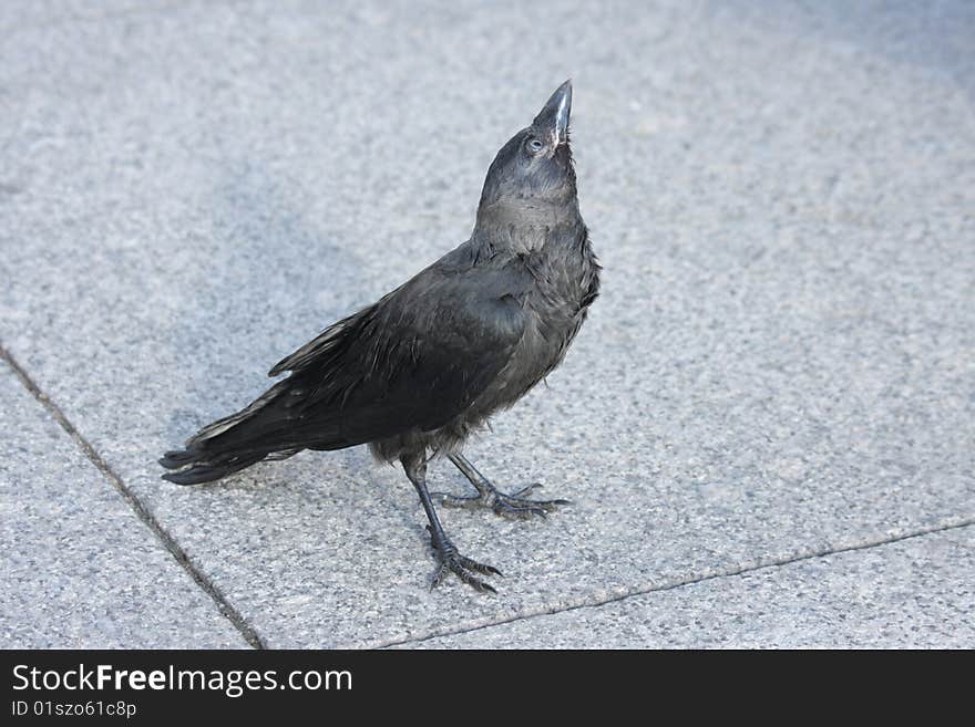 Ordinary crow, which are so many in St.Petersburg. Ordinary crow, which are so many in St.Petersburg