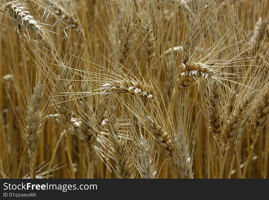 Golden Wheat