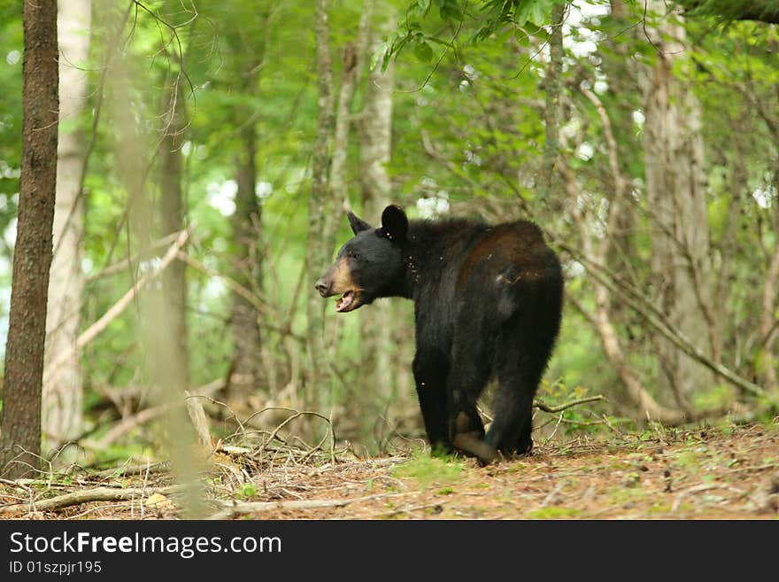 Black Bear