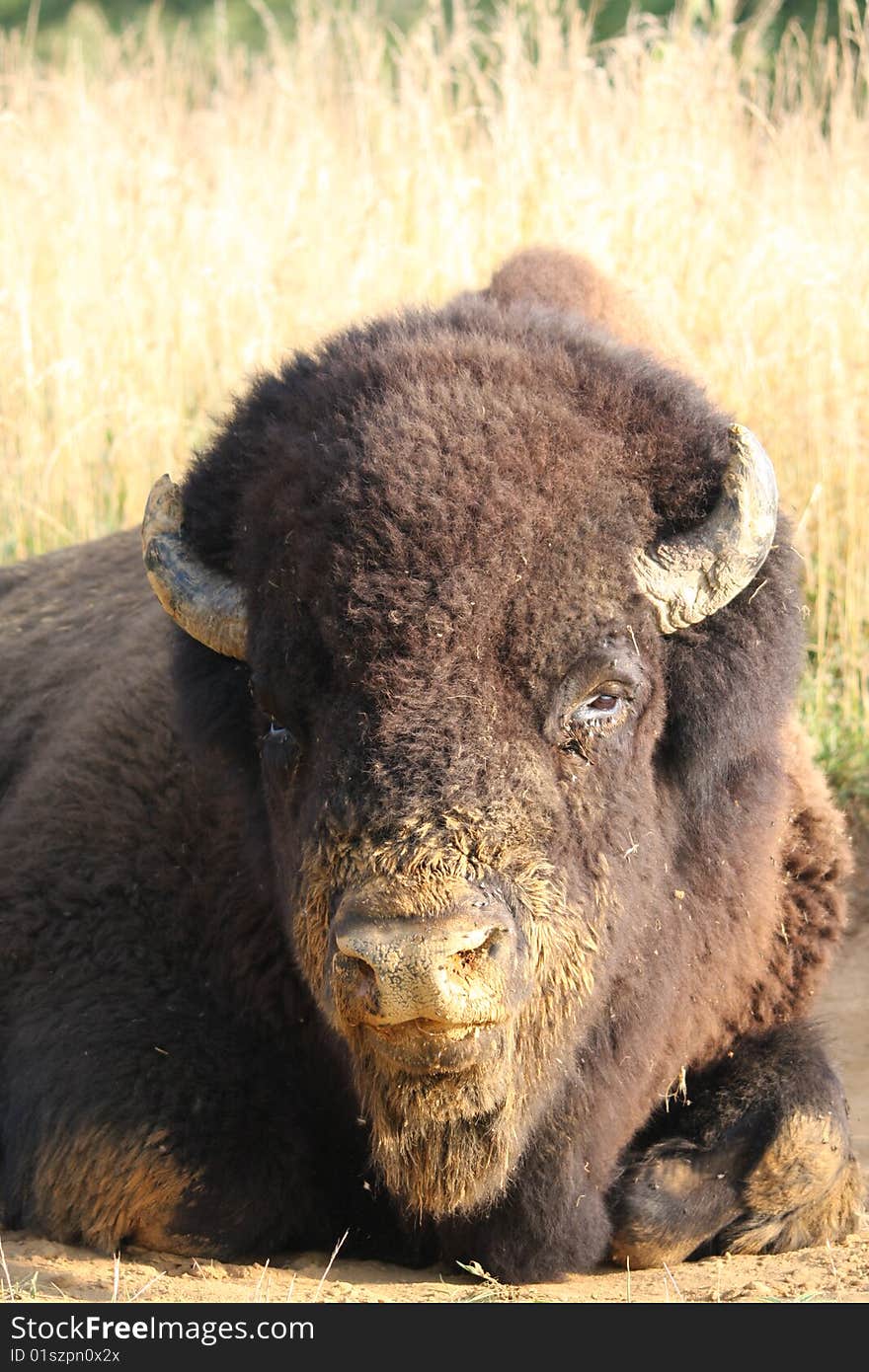 Bison