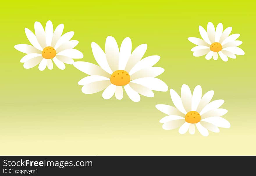 White chrysanthemum on a green background,used as texture. White chrysanthemum on a green background,used as texture