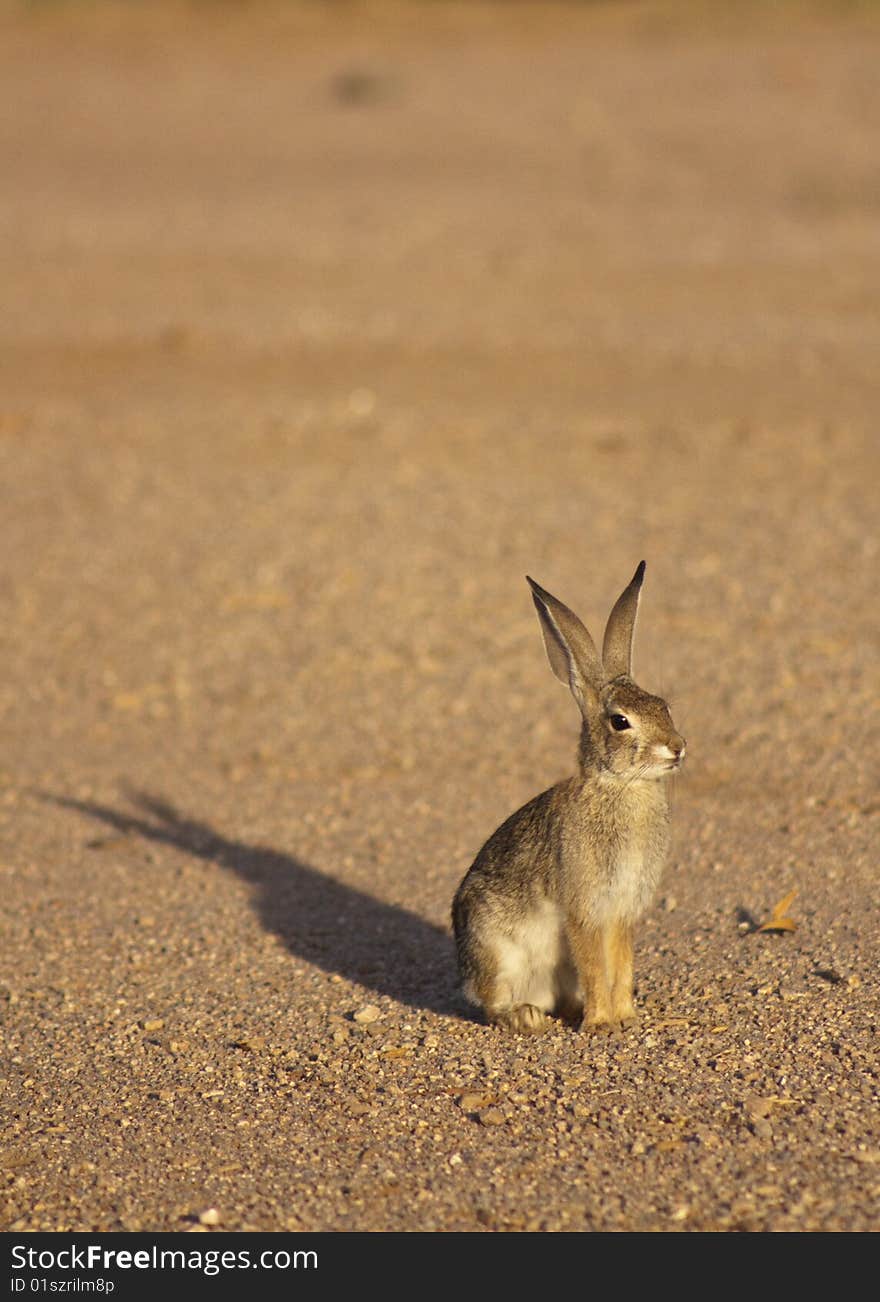 A cottontail rabbit standing on gravel, lit by the sunset