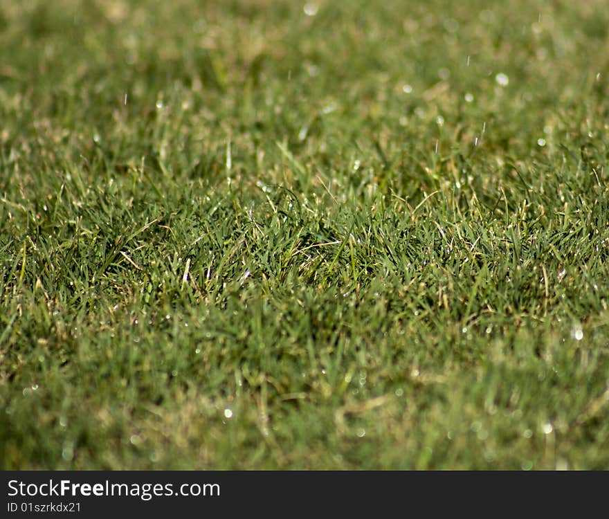 A background type shot of a green grass lawn