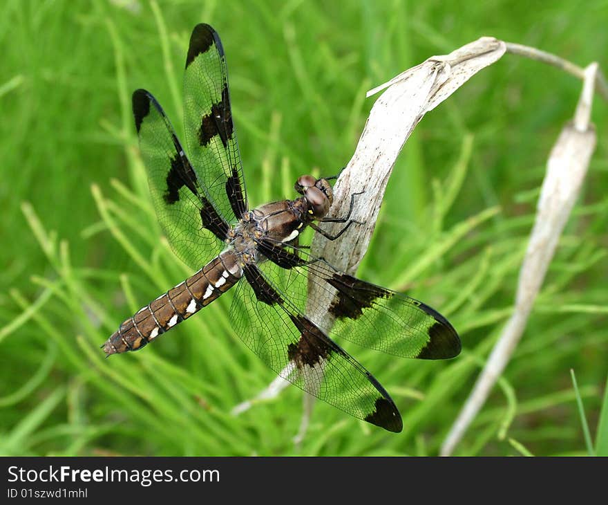 A dragonfly resting on a dry leaf. A dragonfly resting on a dry leaf.