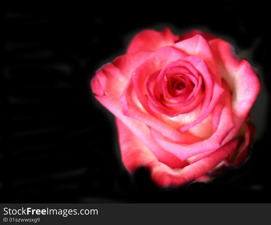 Beautiful scarlet rose and black background