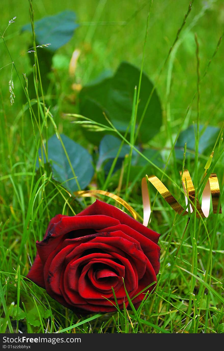 Rose on the grass with curve. Rose on the grass with curve