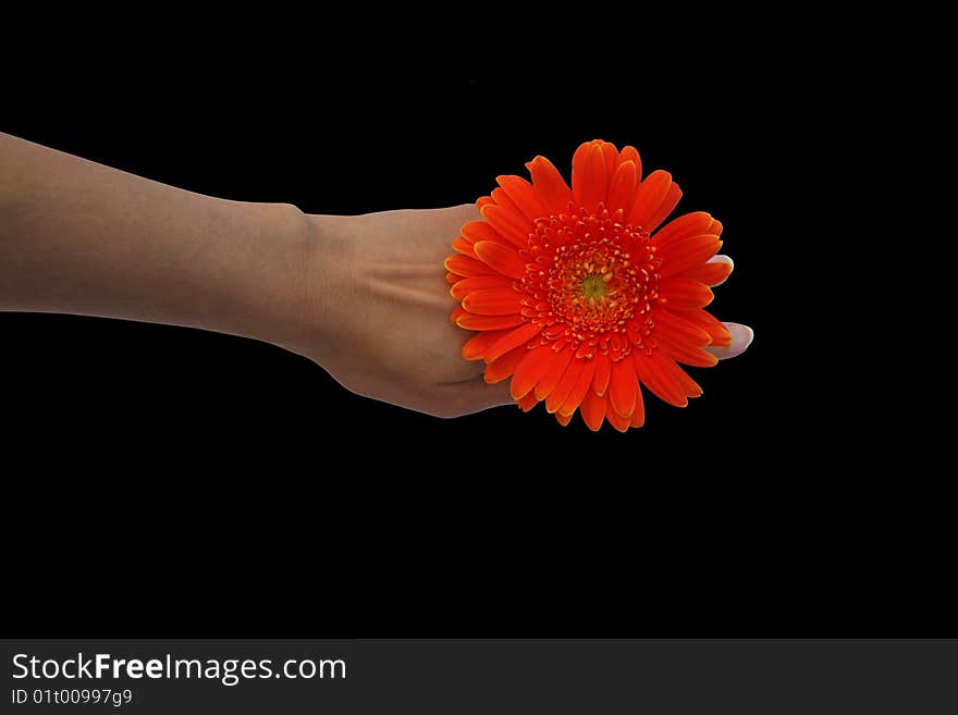 Orange Daisy resting on a hand as a ring. Orange Daisy resting on a hand as a ring