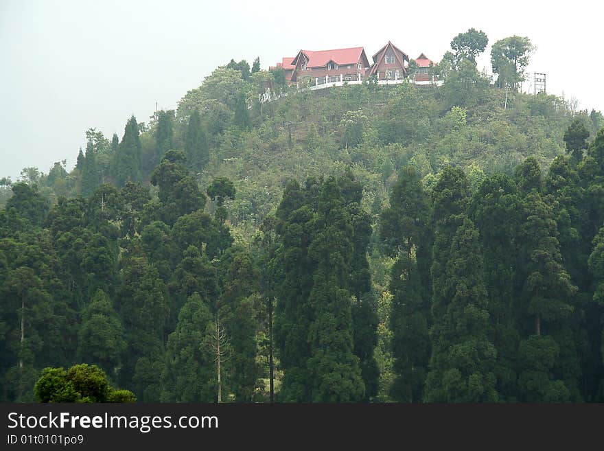 View of bungalow on top of hill with pine trees in foreground. View of bungalow on top of hill with pine trees in foreground