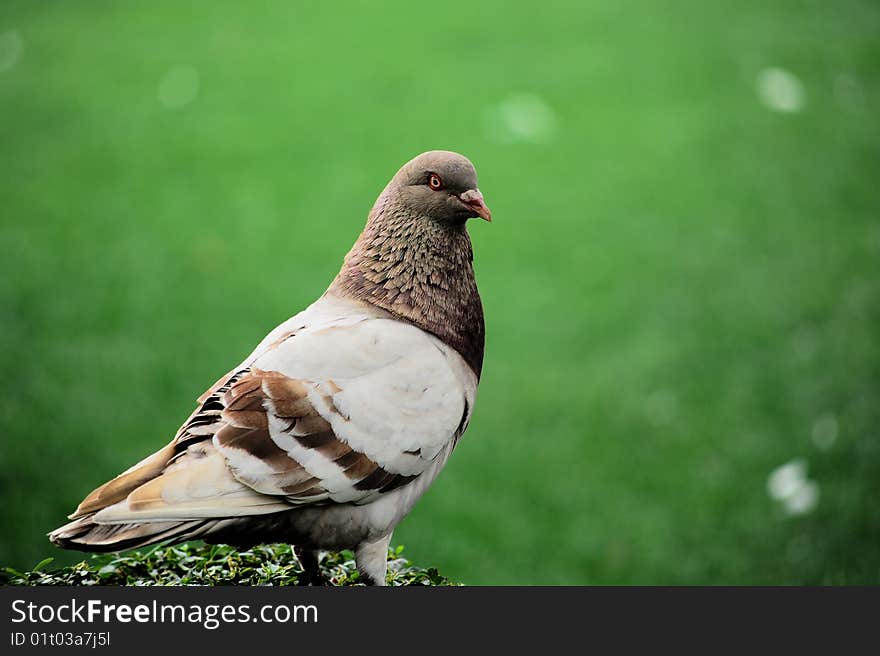 Pigeon